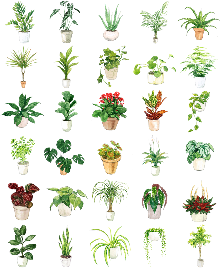Watercolor plants by Reka Kovacs